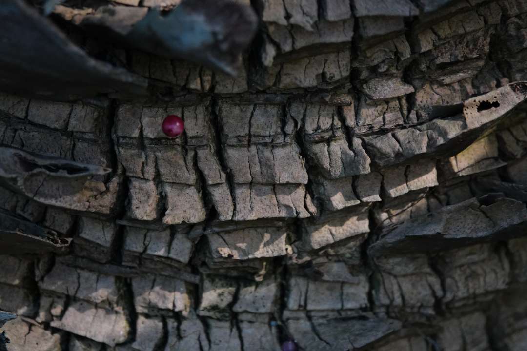 Trees Trees